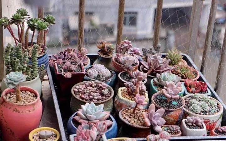 多肉植物怎么光照通风的方法 图片