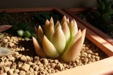 多肉植物怎么光照通风的方法 图片