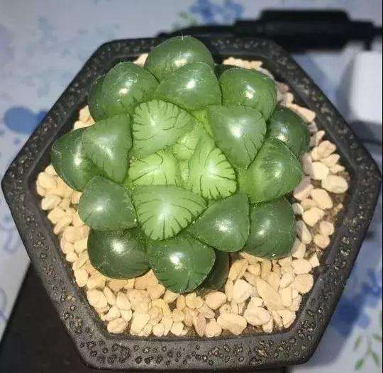 多肉怎么用塑料瓶闷养的方法 图片