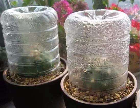 多肉怎么用塑料瓶闷养的方法 图片