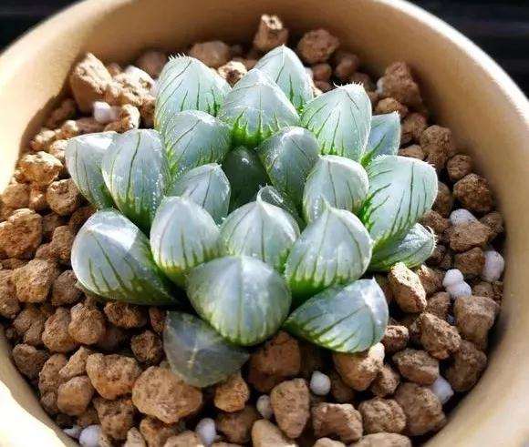 多肉怎么用塑料瓶闷养的方法 图片