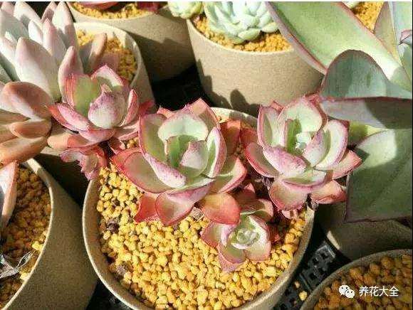 多肉植物的养护方法有哪些 图片