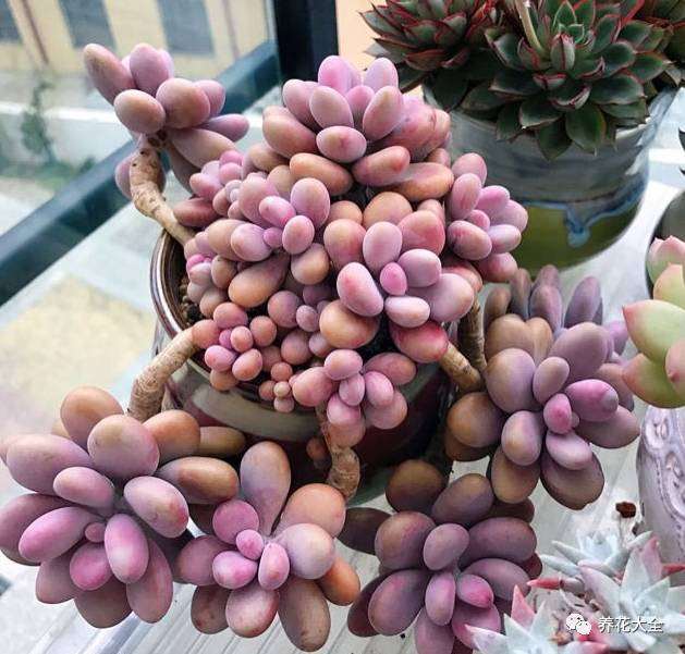 多肉植物的养护方法有哪些 图片