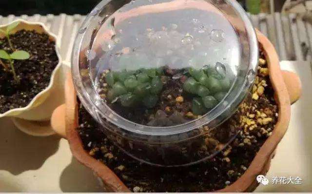 多肉植物的养护方法有哪些 图片