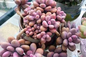 多肉植物的养护方法有哪些 图片