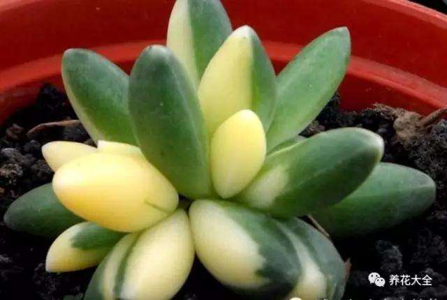 多肉植物的状态还有哪些 怎么区别