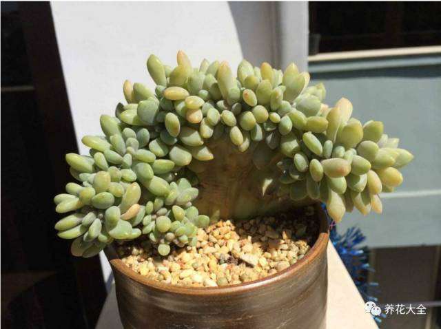 多肉植物的状态还有哪些 怎么区别