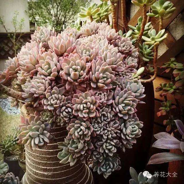 多肉植物的状态还有哪些 怎么区别