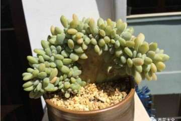 多肉植物的状态还有哪些 怎么区别