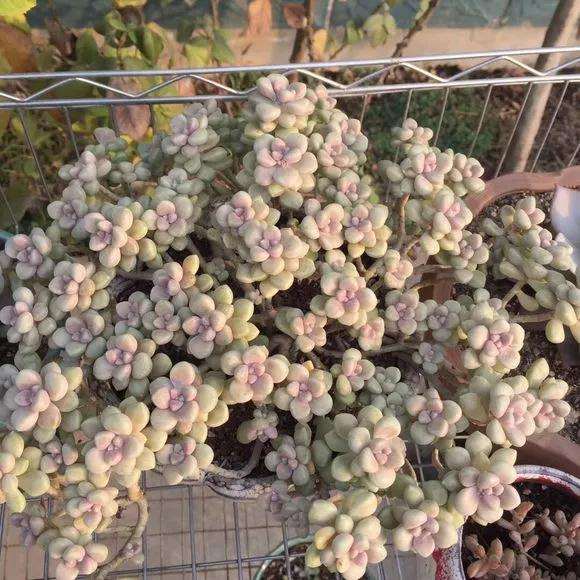 怎么养多肉植物才能变瀑布的方法