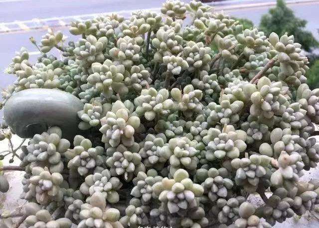 怎么养多肉植物才能变瀑布的方法