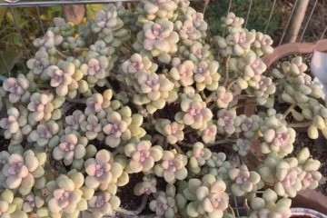 怎么养多肉植物才能变瀑布的方法