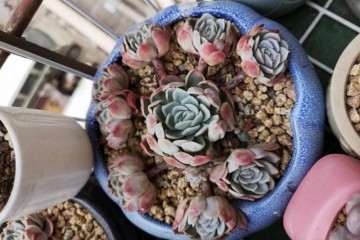 怎么养多肉才能变成大白菜 图片