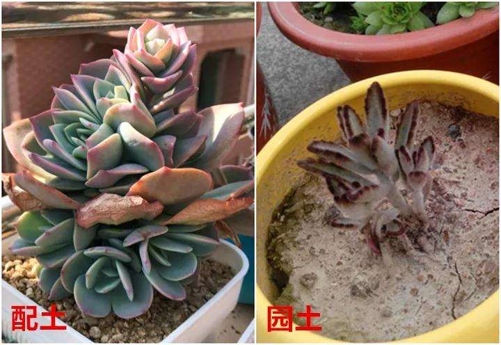 多肉植物怎么配土控养的方法 图片
