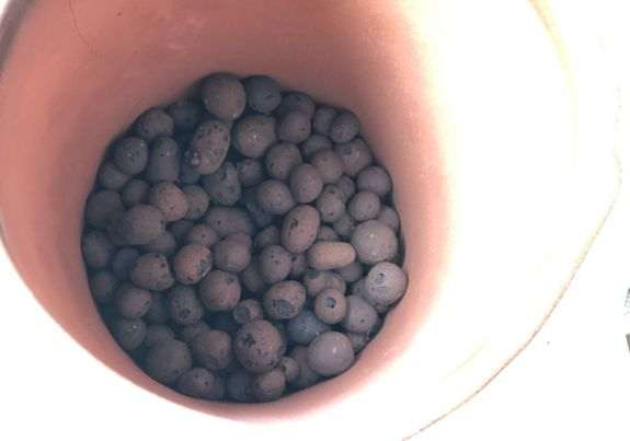 多肉植物怎么配土控养的方法 图片