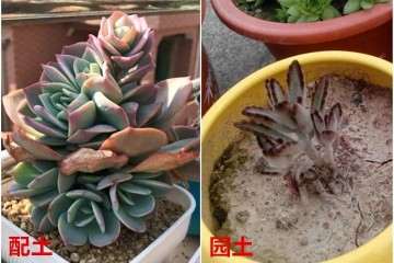 多肉植物怎么配土控养的方法 图片