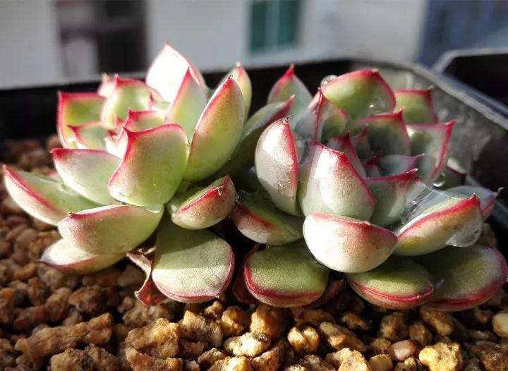 多肉植物怎么水控养护的方法 图片