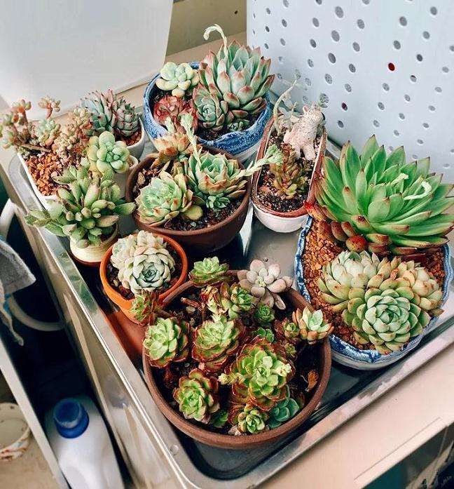 多肉植物怎么水控养护的方法 图片
