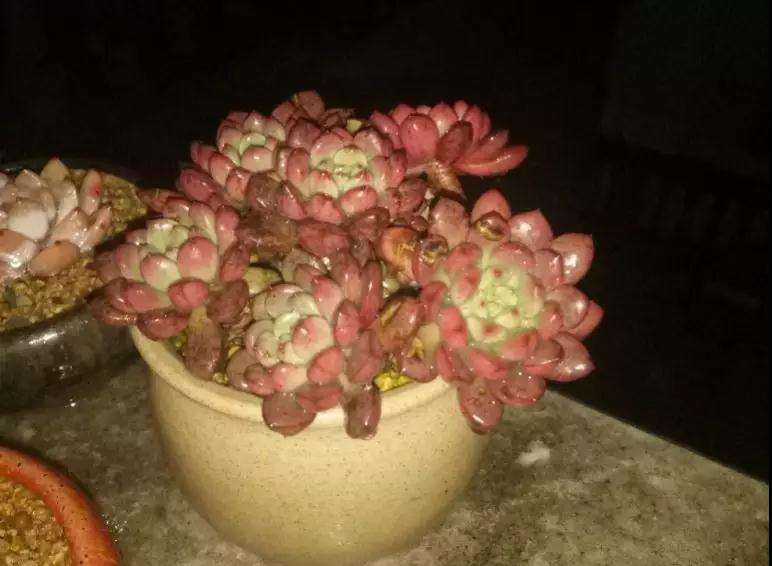 多肉植物怎么水控养护的方法 图片