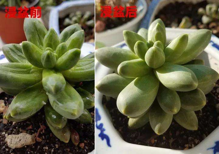 多肉植物怎么水控养护的方法 图片