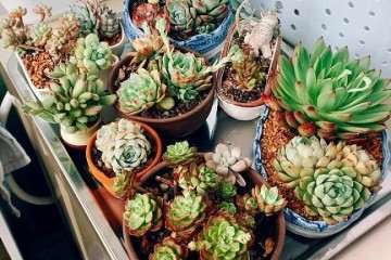 多肉植物怎么水控养护的方法 图片
