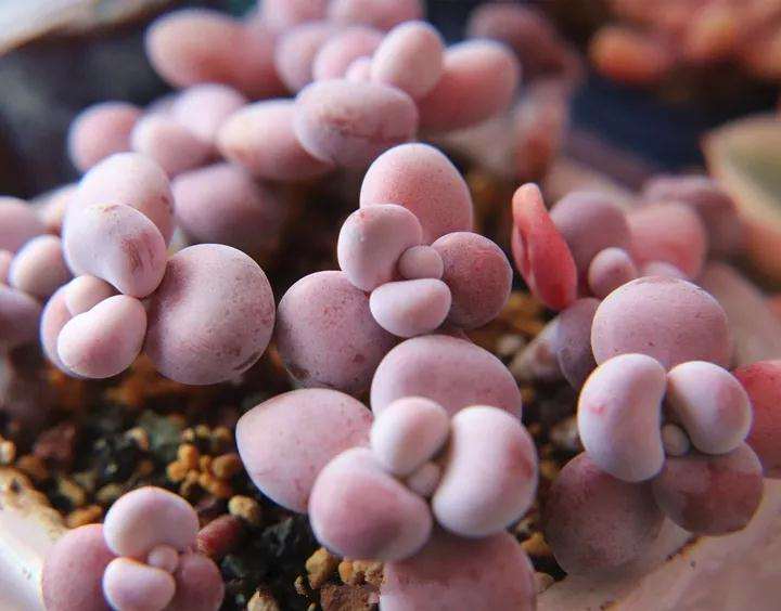 多肉植物怎么光控养护的方法 图片