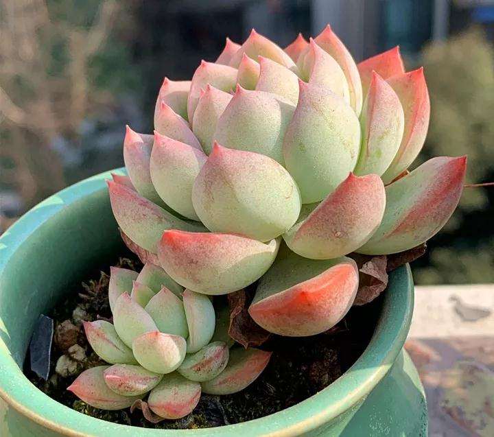 多肉植物怎么光控养护的方法 图片