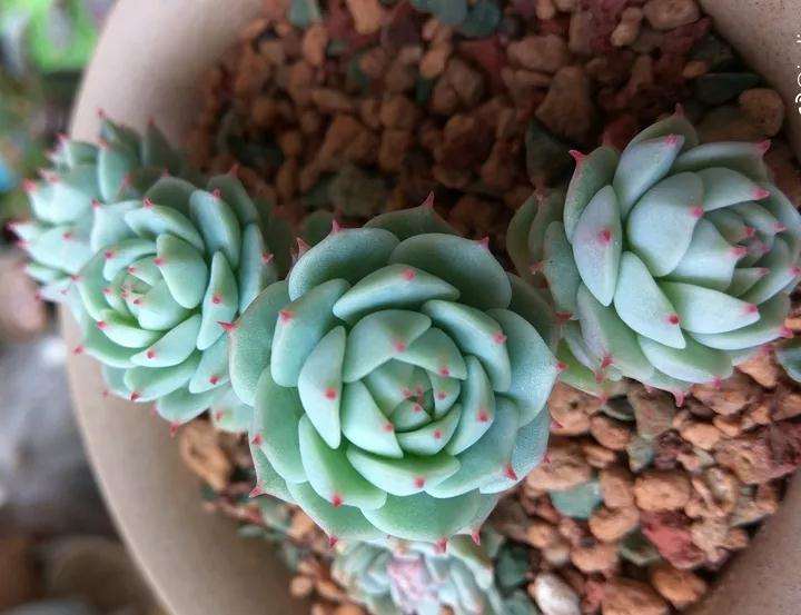 多肉植物怎么光控养护的方法 图片