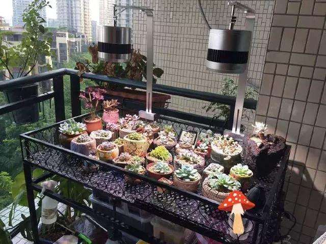 多肉植物怎么光控养护的方法 图片