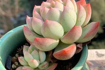 多肉植物怎么光控养护的方法 图片