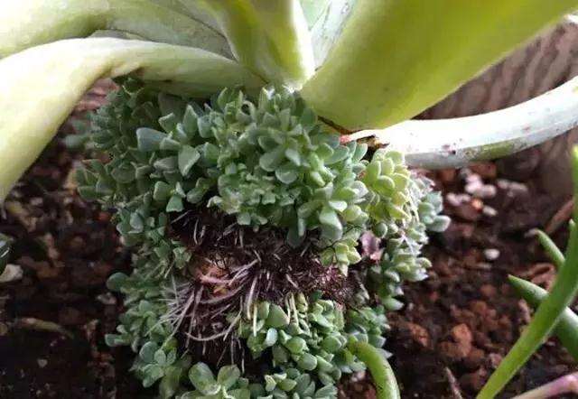 多肉植物怎么形控养护的方法 图片