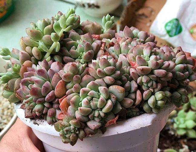 多肉植物怎么形控养护的方法 图片