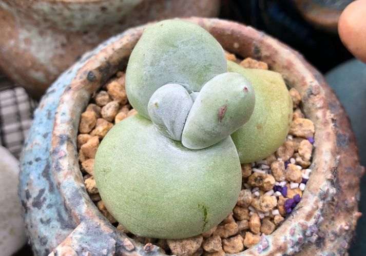 多肉植物怎么形控养护的方法 图片