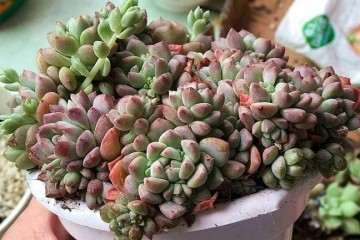多肉植物怎么形控养护的方法 图片