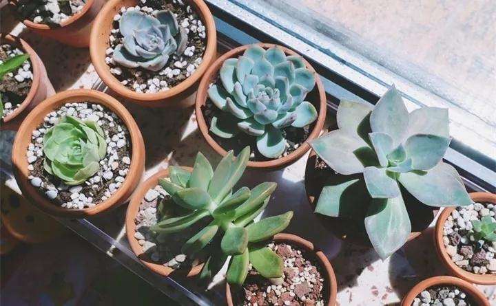 受光不均 多肉植物长歪 怎么办 图片