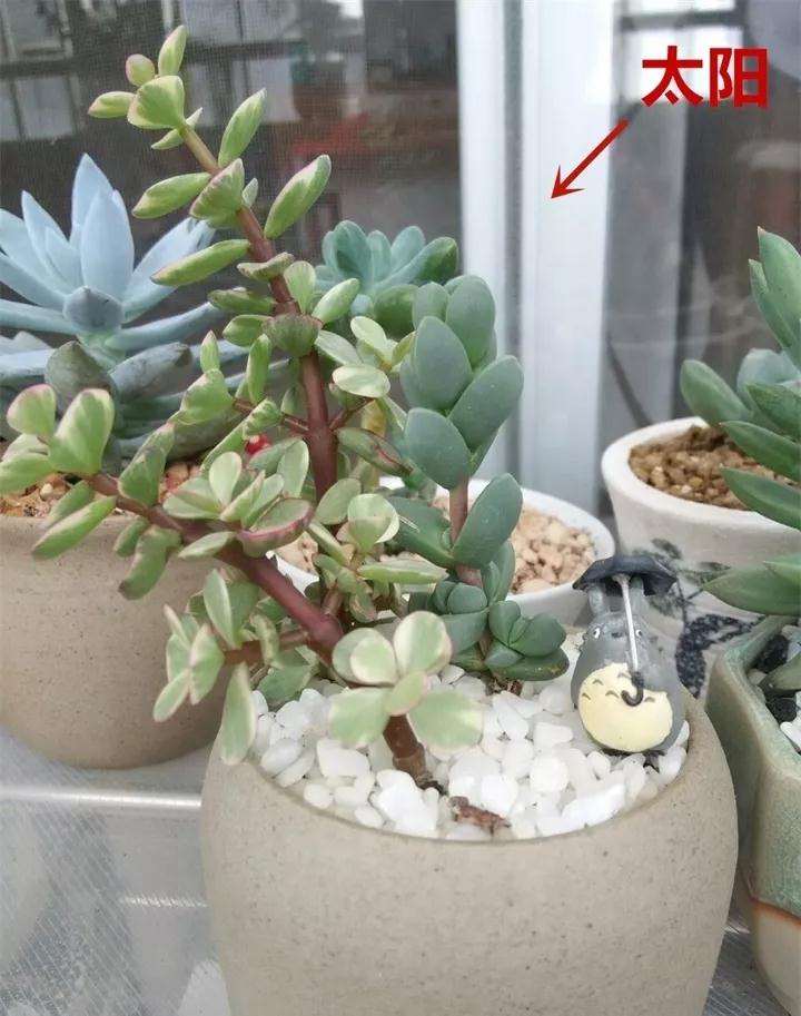 受光不均 多肉植物长歪 怎么办 图片
