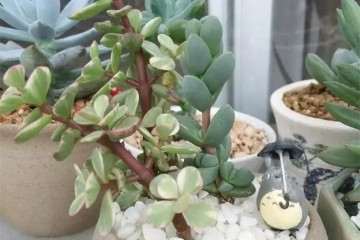 受光不均 多肉植物长歪 怎么办 图片