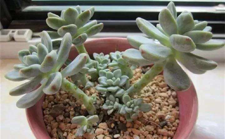 多肉头重脚轻 长着就歪 怎么办 图片