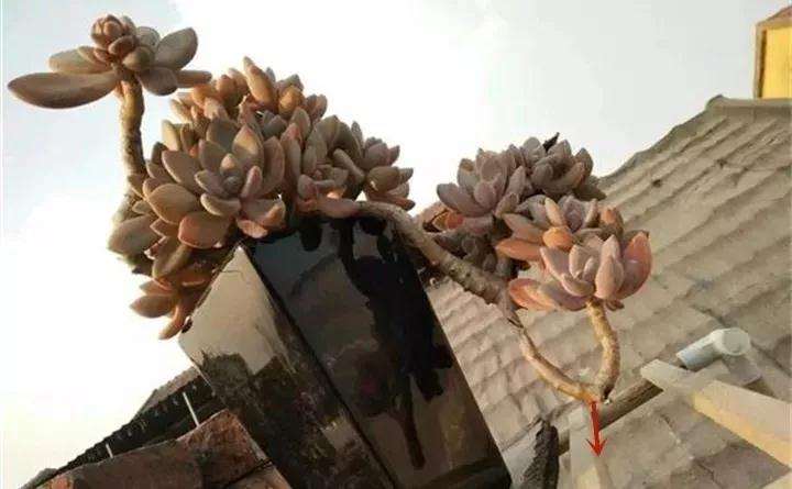 多肉头重脚轻 长着就歪 怎么办 图片