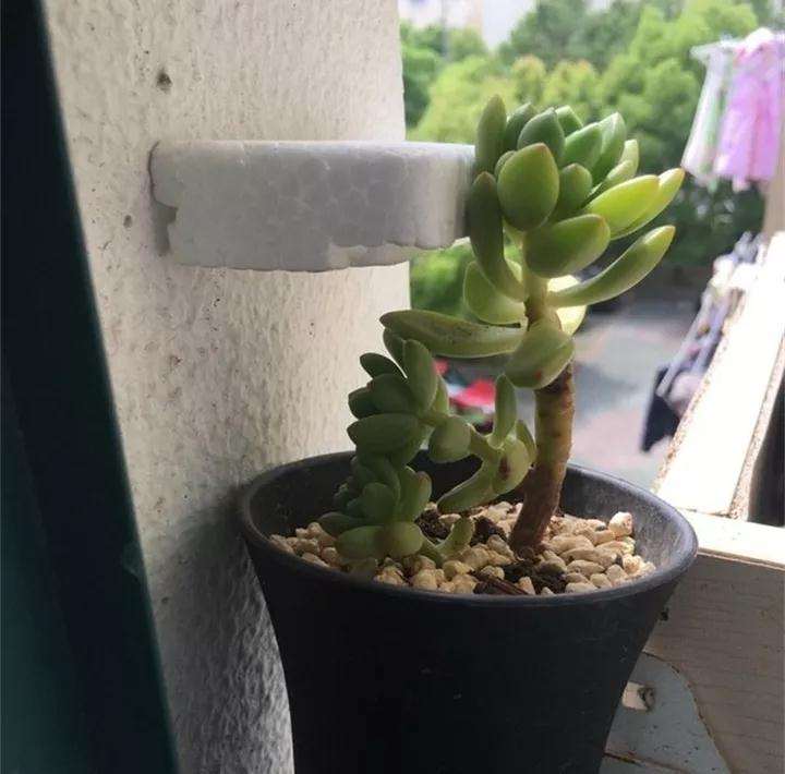 多肉头重脚轻 长着就歪 怎么办 图片