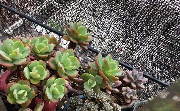 多肉盆土松软 容易倒伏 怎么办 图片