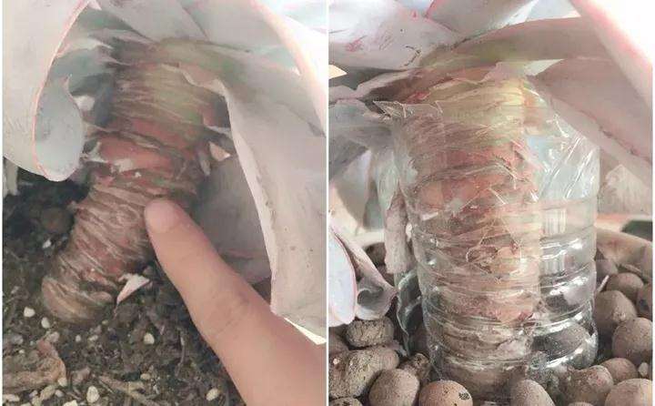 多肉盆土松软 容易倒伏 怎么办 图片