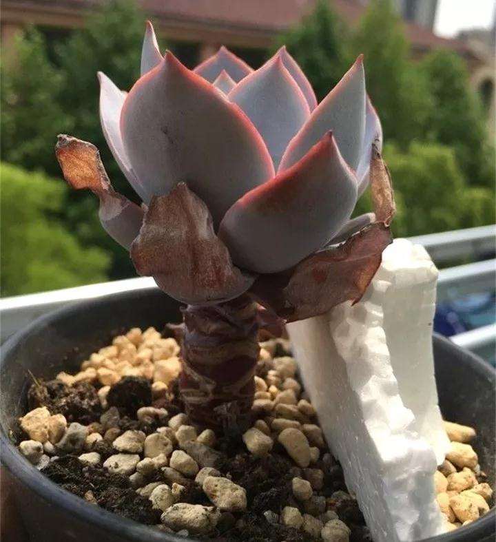 多肉盆土松软 容易倒伏 怎么办 图片