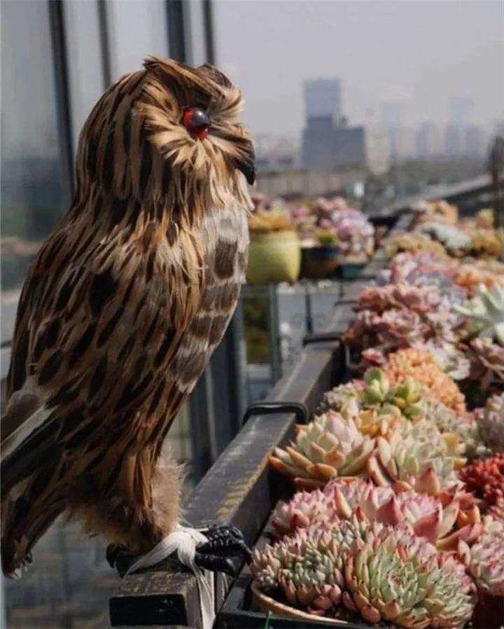 多肉植物怎么防鸟的6个方法 图片