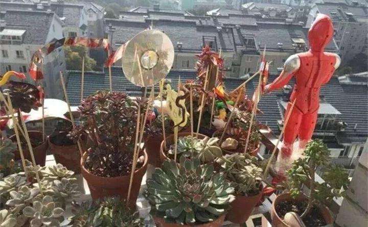 多肉植物怎么防鸟的6个方法 图片