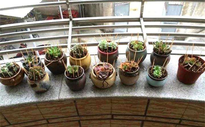 多肉植物怎么防鸟的6个方法 图片