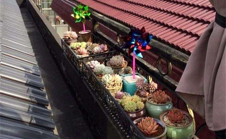 多肉植物怎么防鸟的6个方法 图片