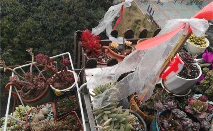 多肉植物怎么防鸟的6个方法 图片