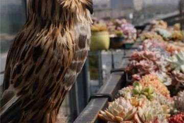 多肉植物怎么防鸟的6个方法 图片