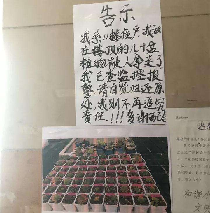 多肉植物怎么防偷的2个方法 图片